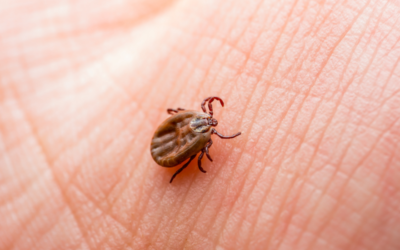  Febre Maculosa e outras doenças vindas do carrapato