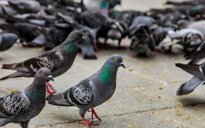 Doença do pombo (criptococose) pode levar a morte