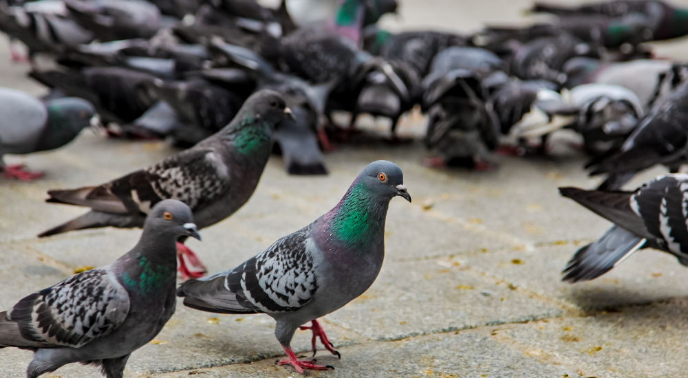 Doença do pombo