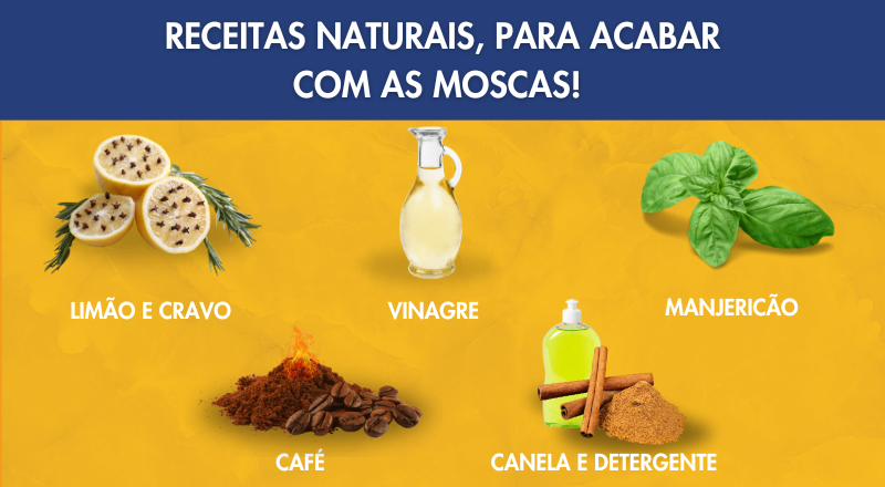 Receitas naturais, para acabar com as moscas!