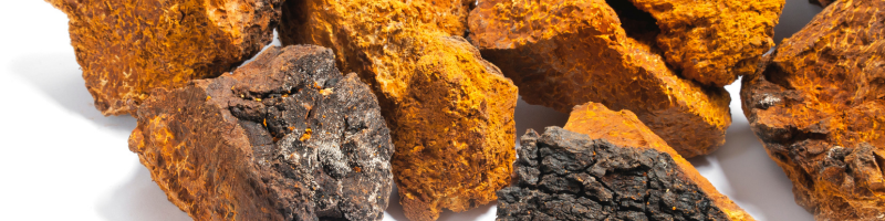 Chaga_ o cogumelo que parece carvão