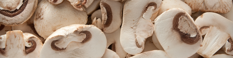 Cogumelos medicinais são uma tendência