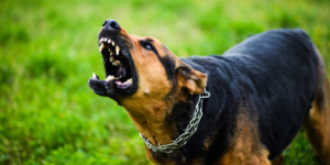 Mitos sobre a raiva o que você precisa saber sobre a doença!