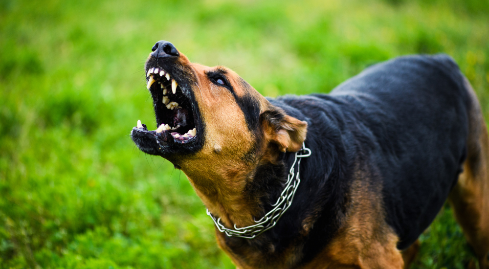 Mitos sobre a raiva o que você precisa saber sobre a doença!