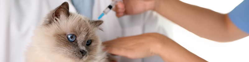 Por que a vacinação dos animais é tão importante