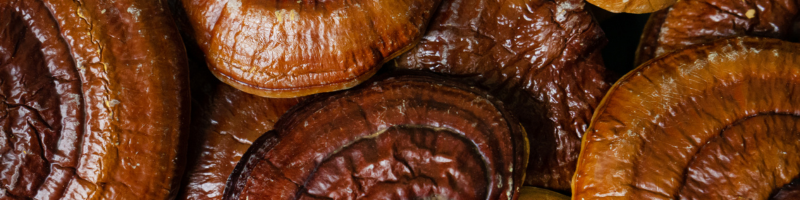 Reishi_ o famoso cogumelo da longevidade